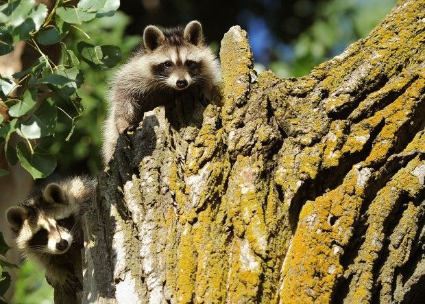 Raccoon